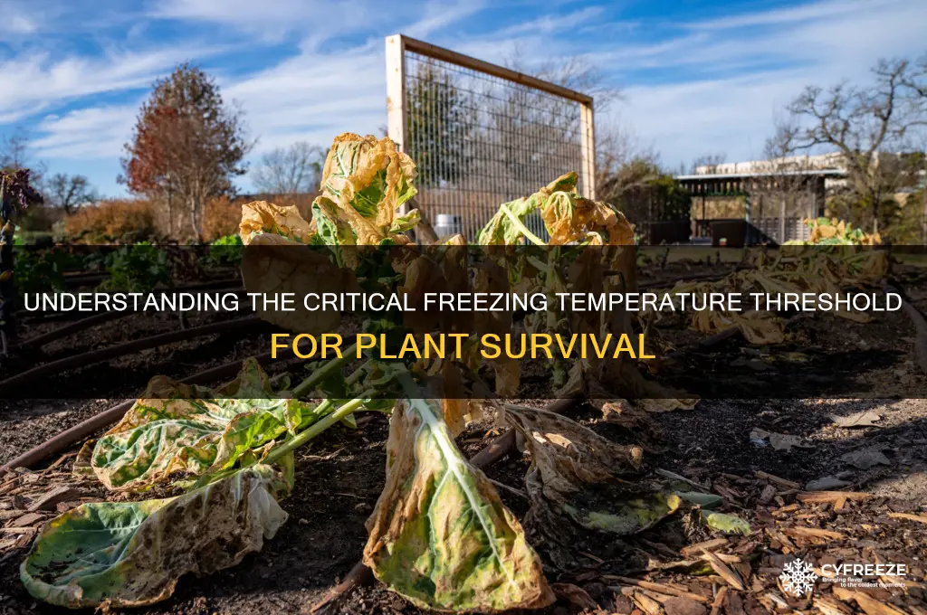 what is the freezing temperature for plants