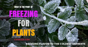 Why Plants Freeze: Unlocking Survival Secrets in Cold Climates