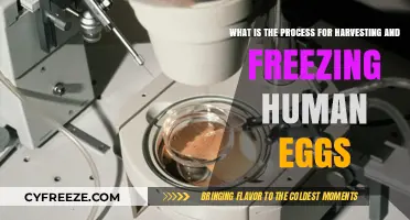 The Journey of Human Eggs: From Harvesting to Freezing