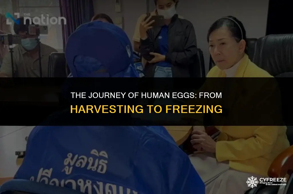 what is the process for harvesting and freezing human eggs