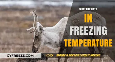 Surviving the Cold: Exploring Life in Freezing Temperatures