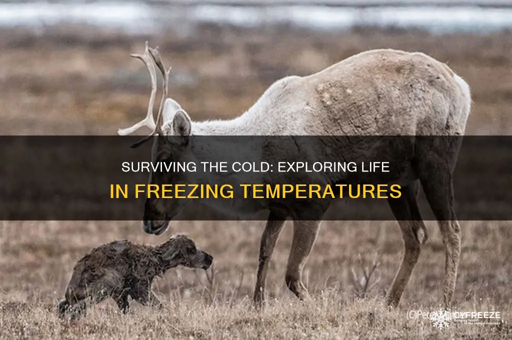 what life lives in freezing temperatures