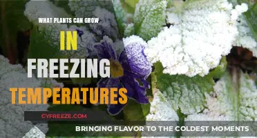 Frost-Resistant Flora: Discover Plants Thriving in Freezing Temperatures