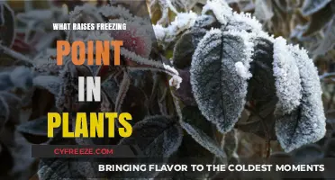 How Plants Survive Frost: Natural Mechanisms Raising Freezing Points