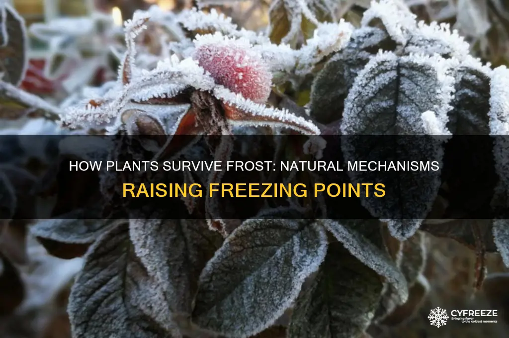 what raises freezing point in plants