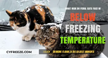 Feral Cats in Winter: Surviving Below-Freezing Temperatures and Risks