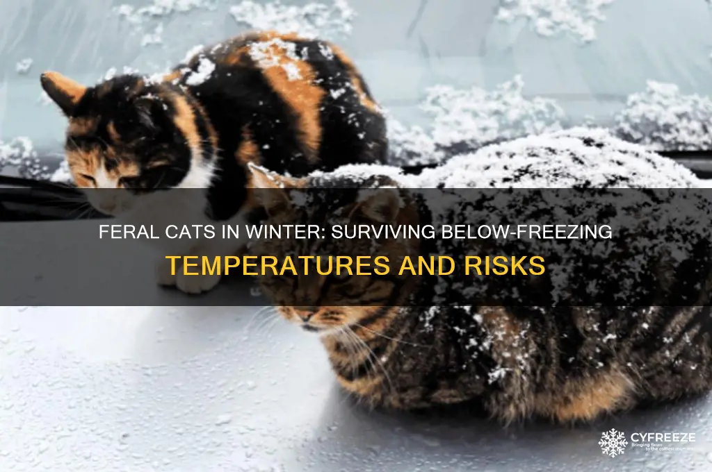 what risk do feral cats face in below freezing temperatures