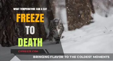 Can Cats Freeze to Death? Understanding Fatal Temperatures for Felines