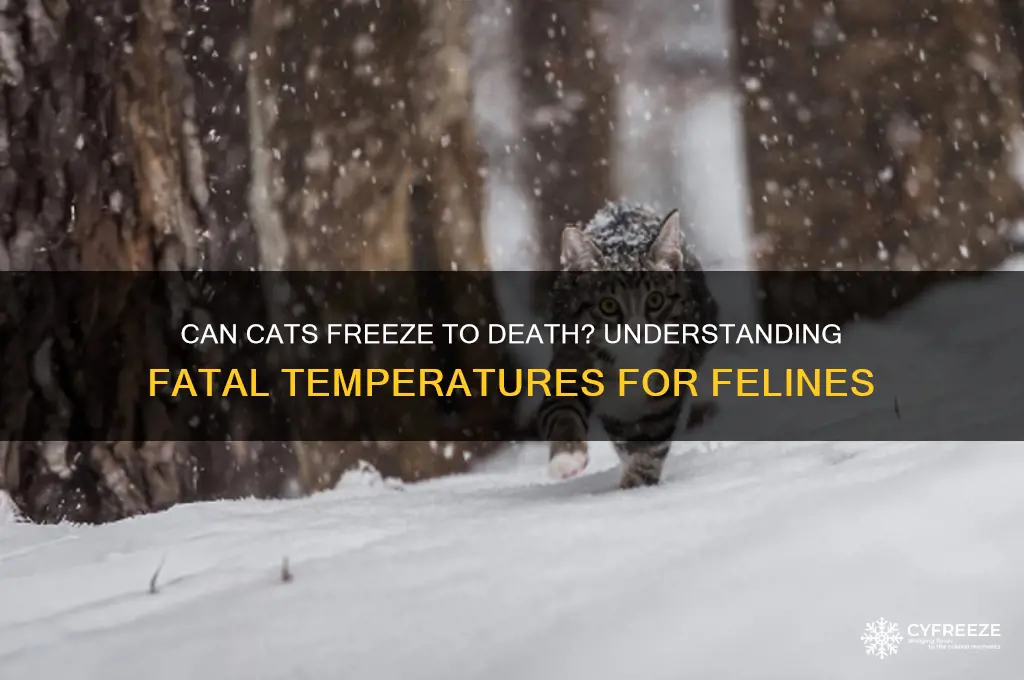 what temperature can a cat freeze to death