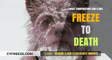 Can Dogs Freeze to Death? Understanding Lethal Temperatures for Pets