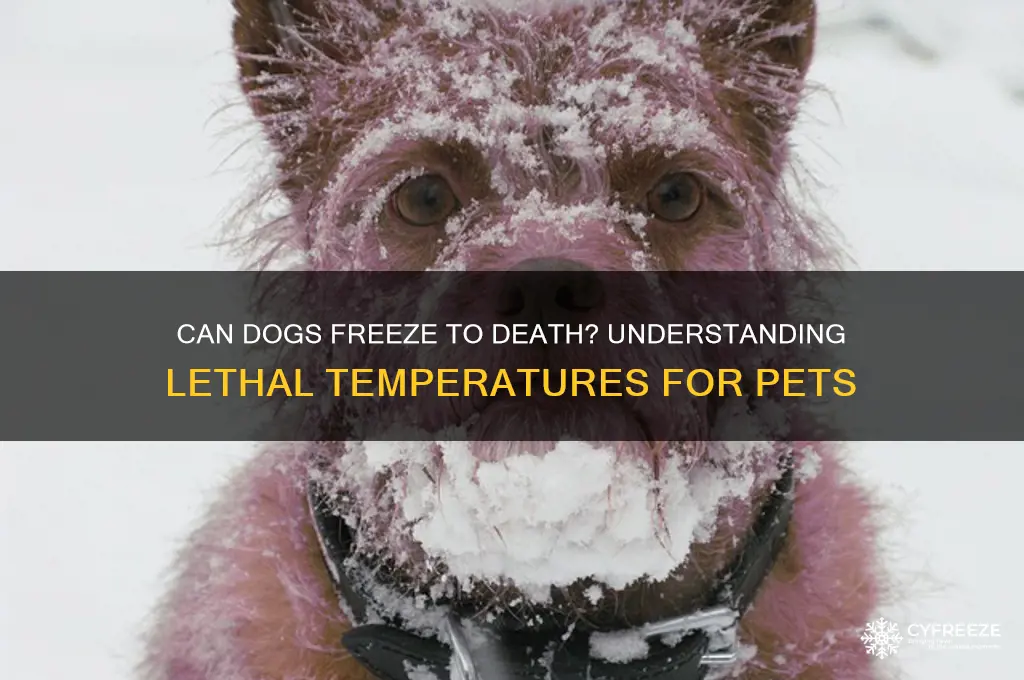 what temperature can a dog freeze to death