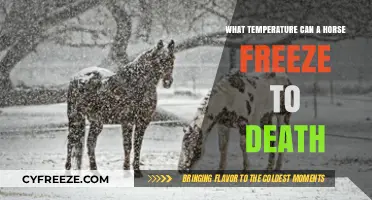 Critical Cold: When Do Horses Risk Freezing to Death?