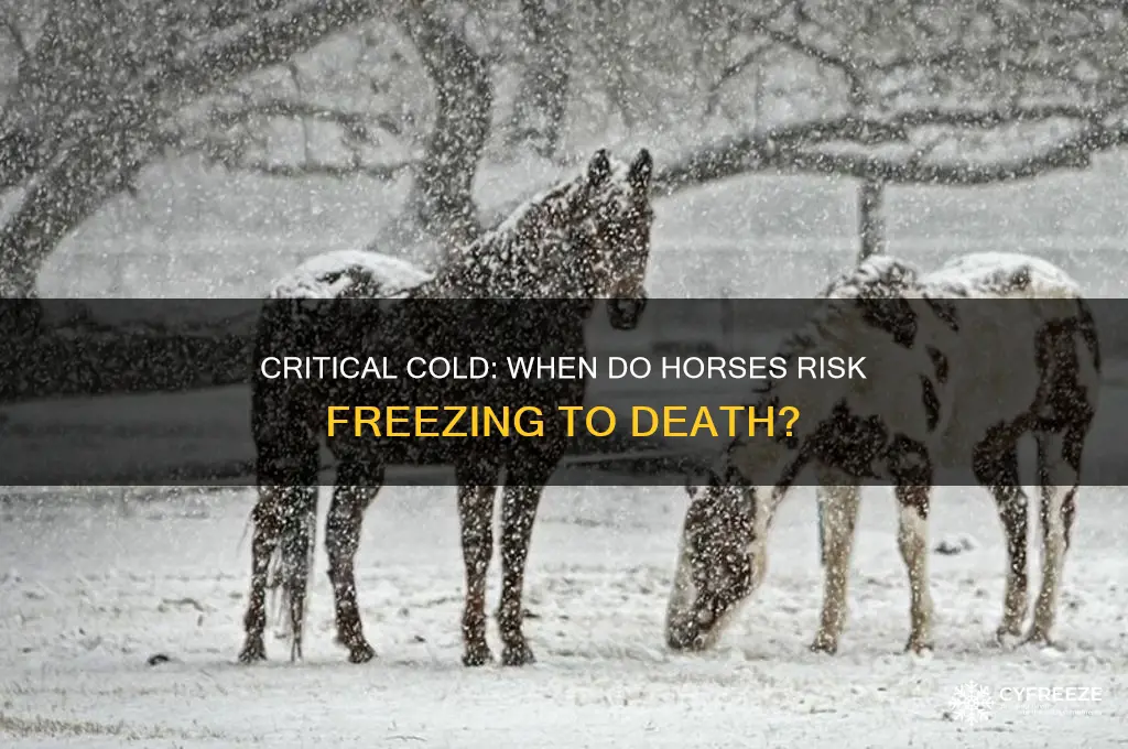 what temperature can a horse freeze to death