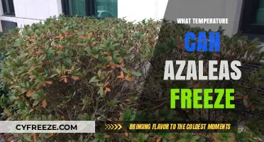 Azaleas and Frost: Understanding Cold Tolerance and Freezing Risks