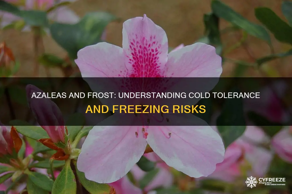 what temperature can azaleas freeze