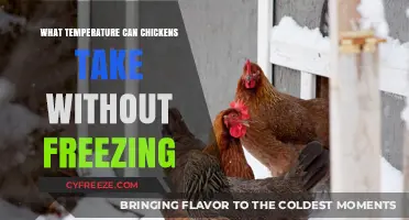Chickens' Cold Tolerance: Safe Winter Temperatures Without Freezing Risks