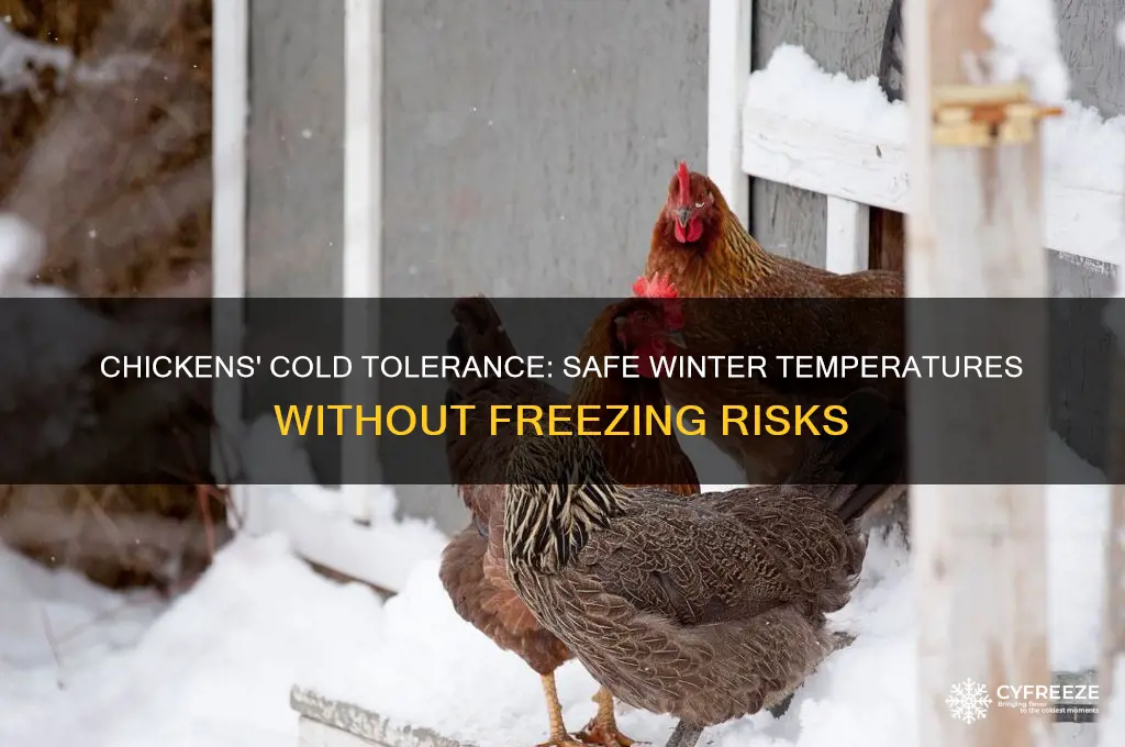 what temperature can chickens take without freezing