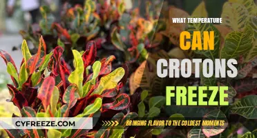 Protecting Crotons: Understanding the Freezing Temperature Threshold for These Plants