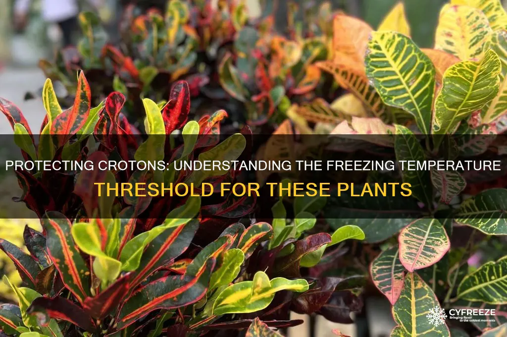 what temperature can crotons freeze