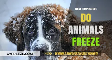 Critical Cold Thresholds: When Do Animals Freeze to Death?