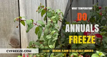 When Do Annuals Freeze? Understanding Cold Tolerance in Garden Plants