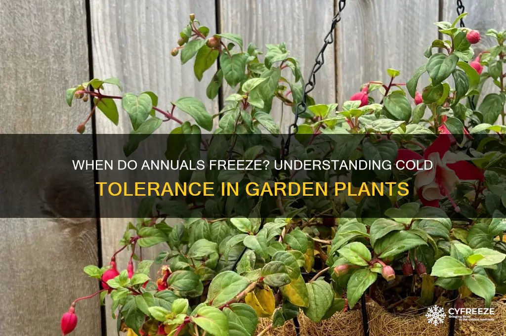 what temperature do annuals freeze