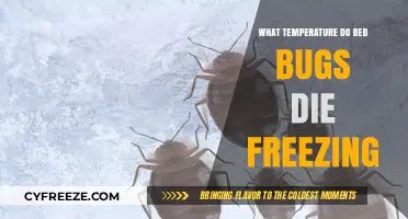Freezing Bed Bugs: The Exact Temperature to Kill Them