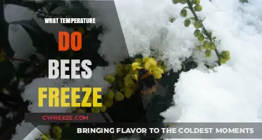 Chilling Truth: At What Temperature Do Bees Freeze to Death?