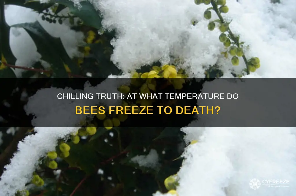 what temperature do bees freeze