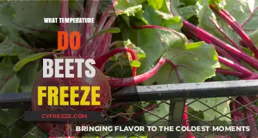 At What Temperature Do Beets Freeze: A Complete Guide