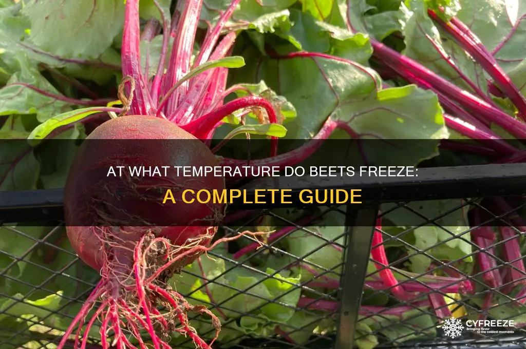 what temperature do beets freeze