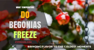 Protecting Begonias: Understanding Their Freezing Point and Cold Tolerance