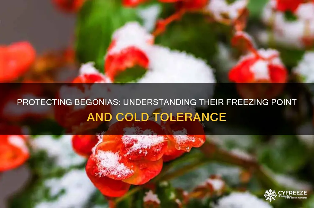 what temperature do begonias freeze