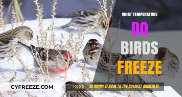 When Do Birds Freeze? Understanding Their Cold Tolerance Limits