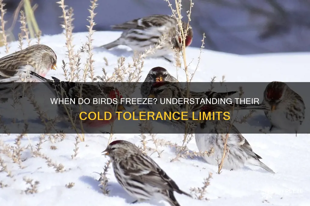 what temperature do birds freeze