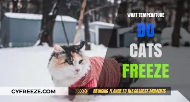 Understanding the Critical Temperature When Cats Risk Freezing to Death