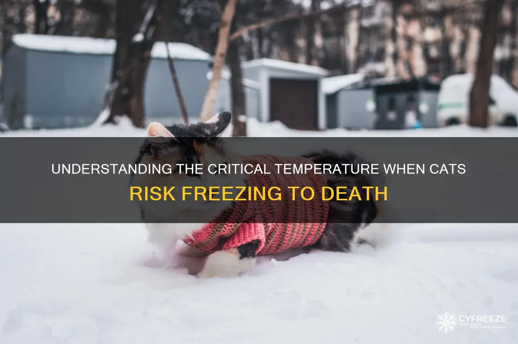 what temperature do cats freeze