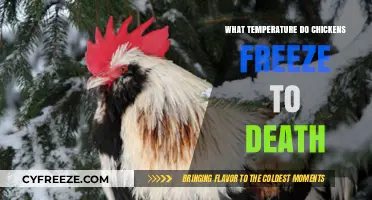 Chilling Truth: At What Temperature Do Chickens Freeze to Death?