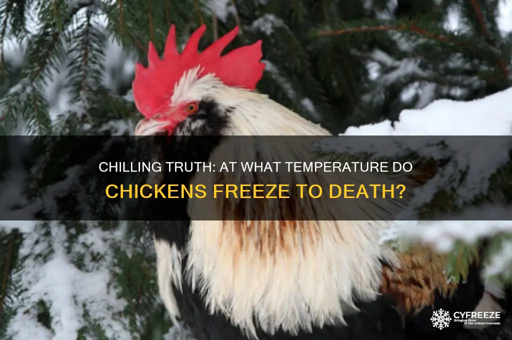 what temperature do chickens freeze to death