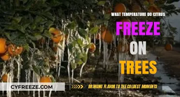 Citrus Freeze Threshold: Protecting Trees from Cold Damage