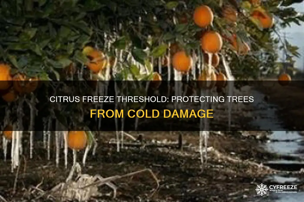 what temperature do citrus freeze on trees