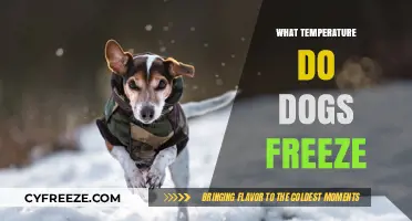 Protecting Your Dog: Understanding When Cold Temperatures Become Dangerous