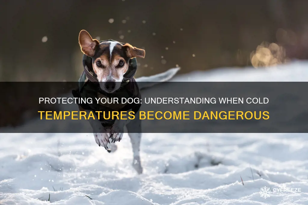 what temperature do dogs freeze