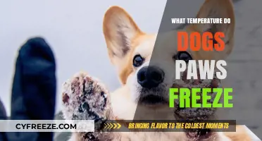 Protecting Your Dog: When Do Paws Freeze in Cold Weather?