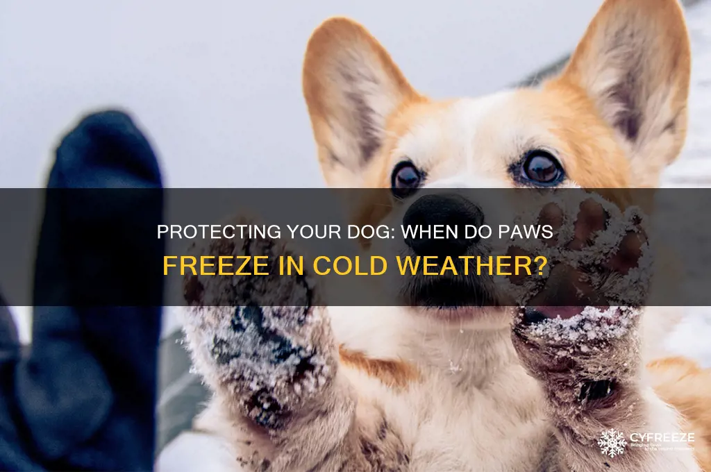 what temperature do dogs paws freeze