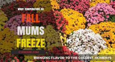 When Do Fall Mums Freeze? Protecting Your Chrysanthemums from Cold