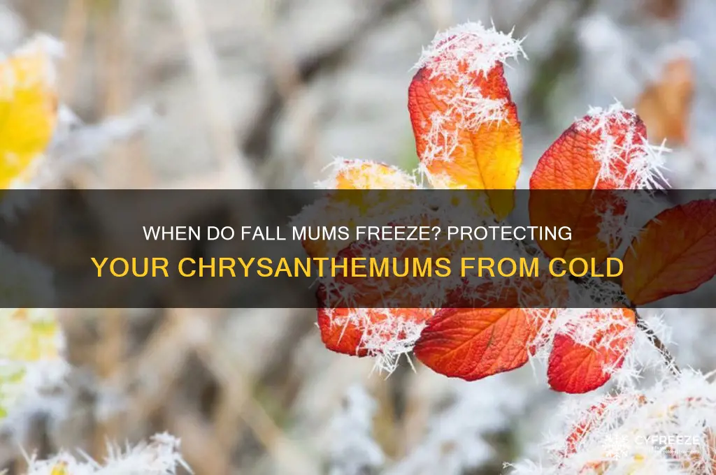 what temperature do fall mums freeze