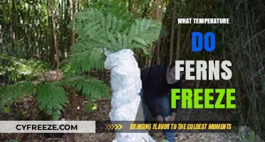 At What Temperature Do Ferns Freeze and How to Protect Them