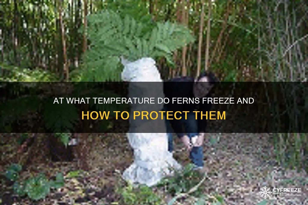 what temperature do ferns freeze