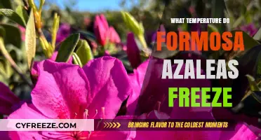 Formosa Azaleas Freeze: Critical Temperature Thresholds and Protection Tips